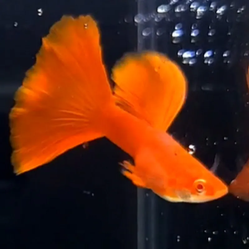 아쿠아굿맨Aqua Goodman