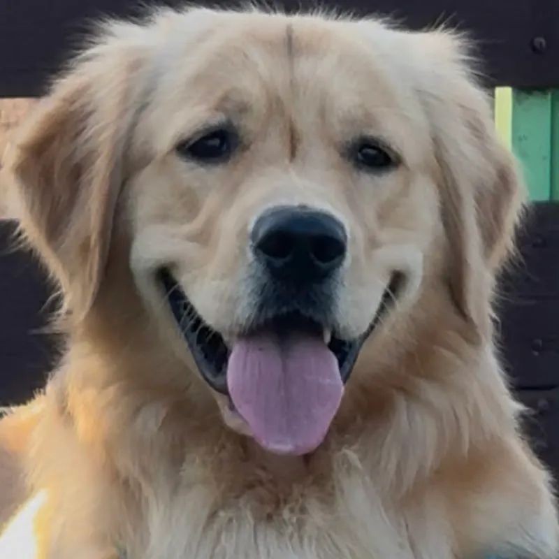 골든 베르 Golden Berr